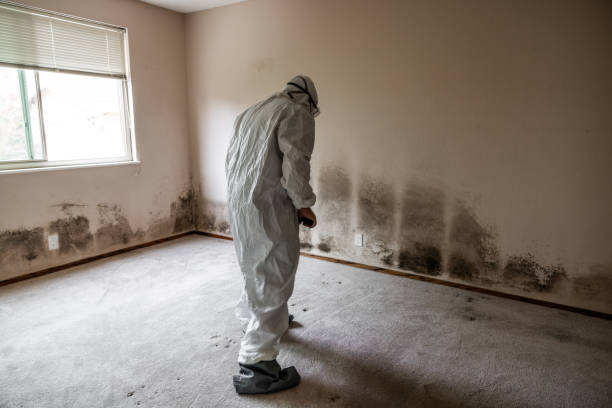 Environmental Consulting for Mold Prevention in Mount Vernon, TX